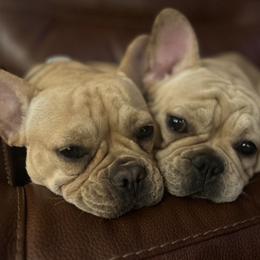 French Bulldog puppies from Kayser Farm