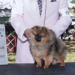 Victoria - Pomeranian