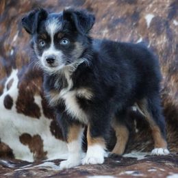 Toy Australian Shepherd puppies from Caprock Mini & Toy Aussies