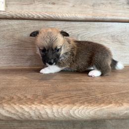Pearl (Full Tail) - Sable female Pembroke Welsh Corgi puppy in Phelan, California from Desert Sunset Pembroke Welsh Corgis