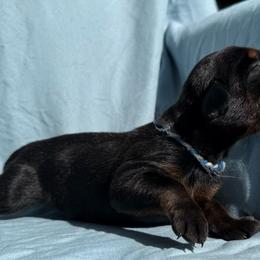 Atlas - Black and rust male Doberman Pinscher puppy in Toney, Alabama from Bhon Mhuir Dobermanns