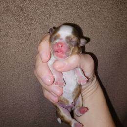 Boy 2 SC - Red and white male Chihuahua puppy in Meridian, Oklahoma from Crazy Love Kennels