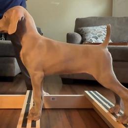 Charli - Weimaraner