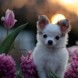 Chihuahua Puppies from DiLusso Chihuahuas