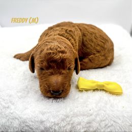 Freddy red - Red  male Goldendoodle puppy in Lewisville, Texas from Zink Doodles