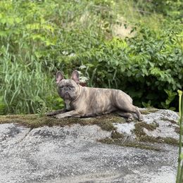 Lumi - French Bulldog