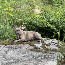 Lumi - French Bulldog