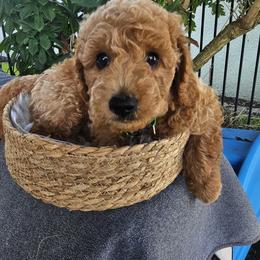 Goldendoodle Puppies from We R Mini Doodles