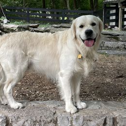 Jackson - Golden Retriever