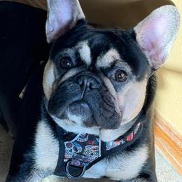Bo - French Bulldog