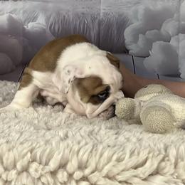 Bulldog Puppies from Sweet Rolls
