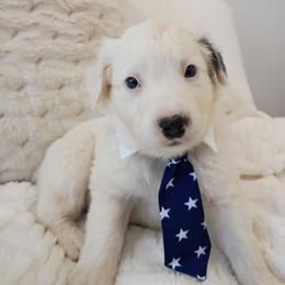 Casper border Collie Australian mix - White and blue merle male Border Collie puppy in Paradise, California from Richview Shihtzu
