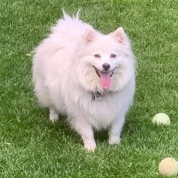 American Eskimo Dog Puppies from Lively Pups