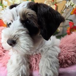 Hudson - Parti male Miniature Schnauzer puppy in Panama City, Florida from Emerald Coast Schnauzers