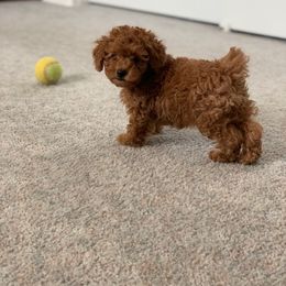 Poodle Puppies from Premier Poodle