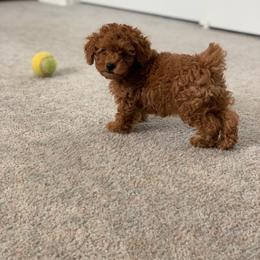 Poodle Puppies from Premier Poodle