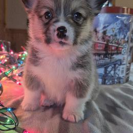Hershey - Sable male Pembroke Welsh Corgi puppy in Checotah, Oklahoma from Skoal Creek Corgi's