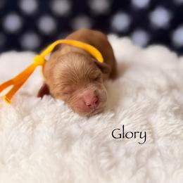 Glory - Red female Cockapoo puppy in Alexandria, Alabama from Bright and Beautiful Cockapoos and Doodles
