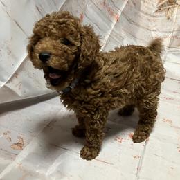 Poodle Puppies from Firebird Toy Poodles