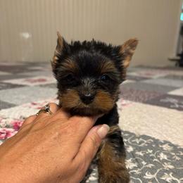 Boy 2 - Black and tan male Yorkshire Terrier puppy in Estiffanulga, Florida from Halls Tiny Yorkies