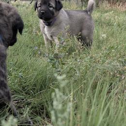 Anatolian Shepherd Dog and Labrador Retriever Puppies from Learning With Dogs