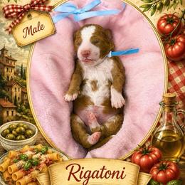 Rigatoni - Red  male Goldendoodle puppy in Miami, Florida from Jade’s Paws & Co. Of Miami LLC
