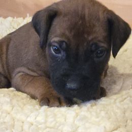 Gordie - Rd whtn blk nose male Rhodesian Ridgeback puppy in Gaffney, South Carolina from Circle D Farms