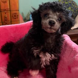Butch - Silver male Poodle puppy in Sarasota, Florida from Paradise Poodles