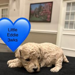 Eddie - Cream male Poodle puppy in Mineral Wells, Texas from S.H.A.R.P.’s Toy Poodles