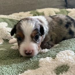 Kristoff - Blue merle male Australian Shepherd puppy in Hemet, California from Perfect Companion Aussie's
