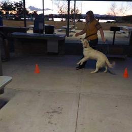 Golden Retriever Puppies from Danielle Kemper