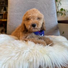 Zeka - Apricot male Goldendoodle puppy in Davie, Florida from Daviegoldendoodles