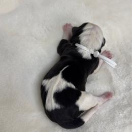 Nyla - Black and white female Sheepadoodle puppy in Los Angeles, California from Exquisite Doodles