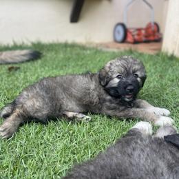 Girl 1 - Caucasian Shepherd Dog puppy in Kapolei, Hawaii from Yiski-Hati Kennel