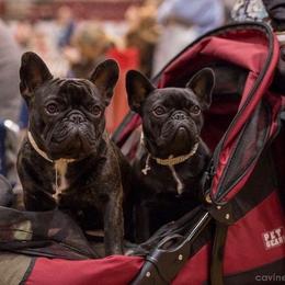 English Toy Spaniel and French Bulldog All Grown Up from Renaissance French Bulldogs and English Toy Spaniels