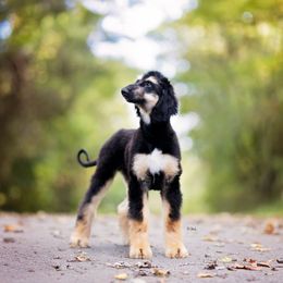 Afghan Hound Puppies from Royal Legacy