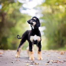 Afghan Hound Puppies from Royal Legacy