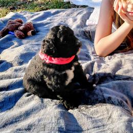 Goldendoodle Puppies from Southern Star Goldendoodles