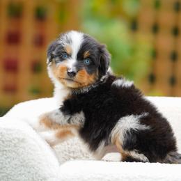 Charlie - Blue merle male Bernedoodle puppy in Spokane, Washington from Lilac City Doodles