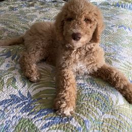 Goldendoodle, Labradoodle, Poodle, and Saint Berdoodle Puppies from Dent’s Doodles