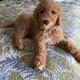 Goldendoodle, Labradoodle, Poodle, and Saint Berdoodle Puppies from Dent’s Doodles