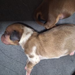 Brown and white - Dapple female Dachshund puppy in Gordon, Georgia from Long Dogs Yellow Farm