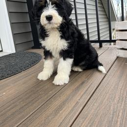 Scout - Tri-color male Bernedoodle puppy in Holtwood, Pennsylvania from Country Ridge Puppies