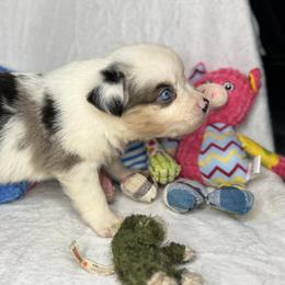 Blue Merle female - Blue merle male Miniature Australian Shepherd puppy in Hamilton, Montana from Lost Trail Aussies