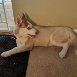 Siberian Husky Puppies from Crazy Cookies Huskies