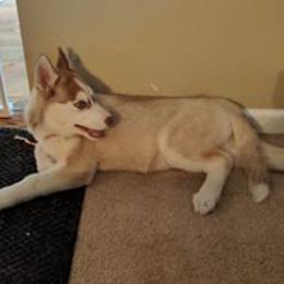 Siberian Husky Puppies from Crazy Cookies Huskies