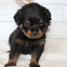 Yellow  girl - Black and mahogany female Rottweiler puppy in Auburn, California from Vom Haus Flores