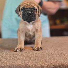 Mastiff and Rat Terrier Puppies from POEM's Haven