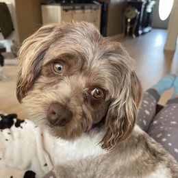 Zozo - Havanese