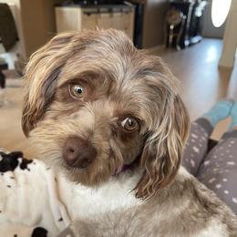 Zozo - Havanese